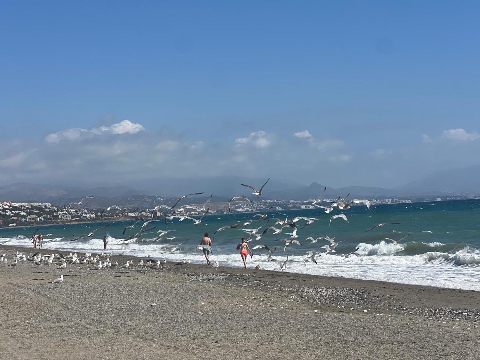 شقة Puerto De La Duquesa مانيلفا المظهر الخارجي الصورة
